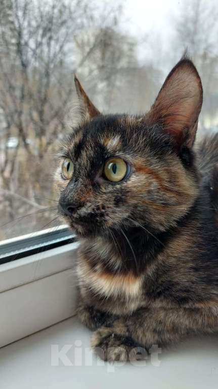 Кошки в Москве: Котенок-черепашка Таша в добрые руки Девочка, Бесплатно - фото 3