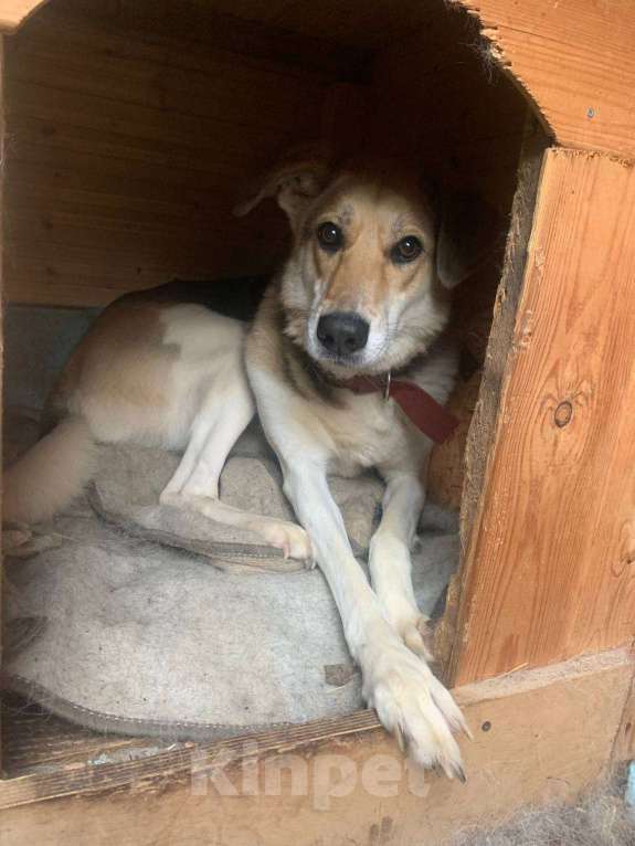 Собаки в Москве: Она ждет семью уже 3 года Девочка, Бесплатно - фото 1