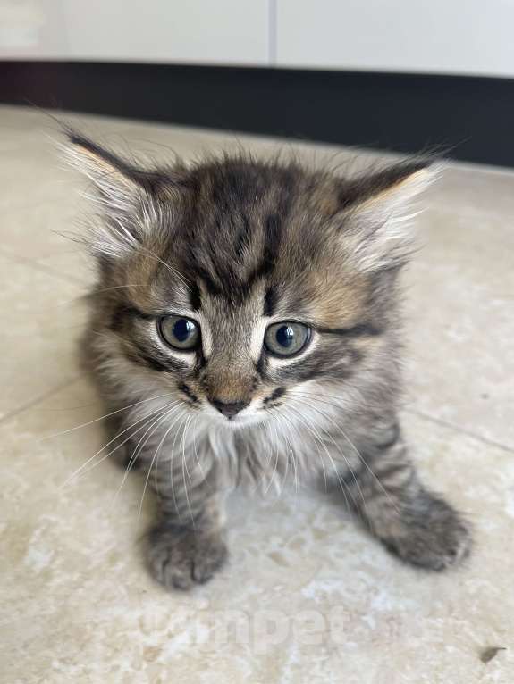 Кошки в Москве: Кусята Девочка, Бесплатно - фото 10