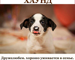 Собаки в Москве: Щенки эксклюзивных пород ищут хозяев! Мальчик, 10 руб. - фото 3