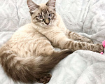 Кошки в Москве: Голубоглазый котенок Оксфорд ищет дом. Мальчик, Бесплатно - фото 6