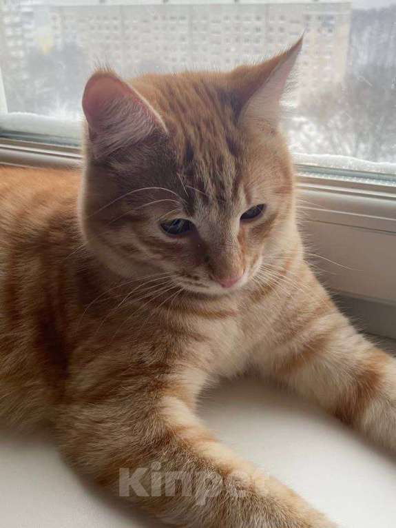 Кошки в Москве: Гриша ищет дом Мальчик, Бесплатно - фото 3