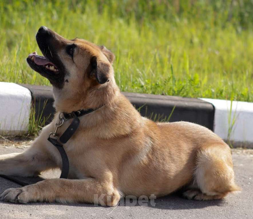 Собаки в Москве: Хана: звезда, которая ждет своего часа!  Девочка, Бесплатно - фото 5
