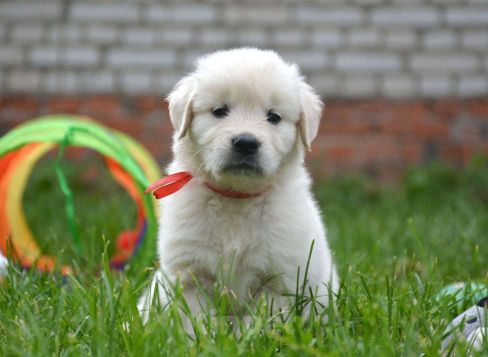 Собаки в Москве: Щенки золотистого ретривера. Мальчик, Бесплатно - фото 5