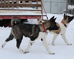 Собаки в Ярославле: Красотки Девочка, 60 000 руб. - фото 4