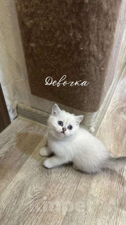 Кошки в Кузнецке: В продаже котята британской породы(шиншила)Окрас золотистый и серебристый. Девочка, 20 000 руб. - фото 3