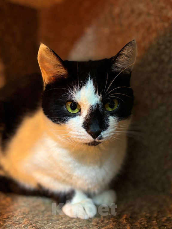 Кошки в Санкт-Петербурге: Киса ищет дом Девочка, Бесплатно - фото 5