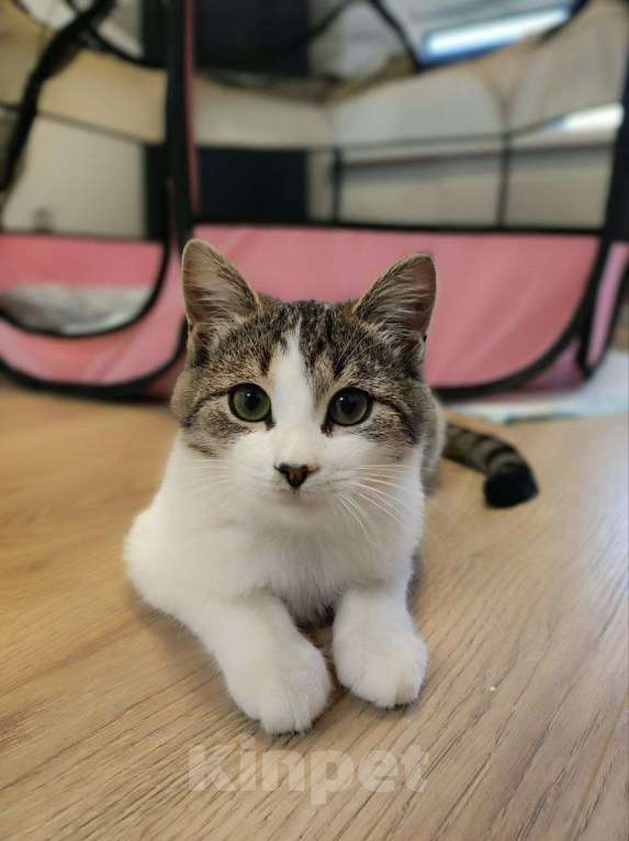 Кошки в Москве: Котенок стесняшка Мальчик, Бесплатно - фото 3