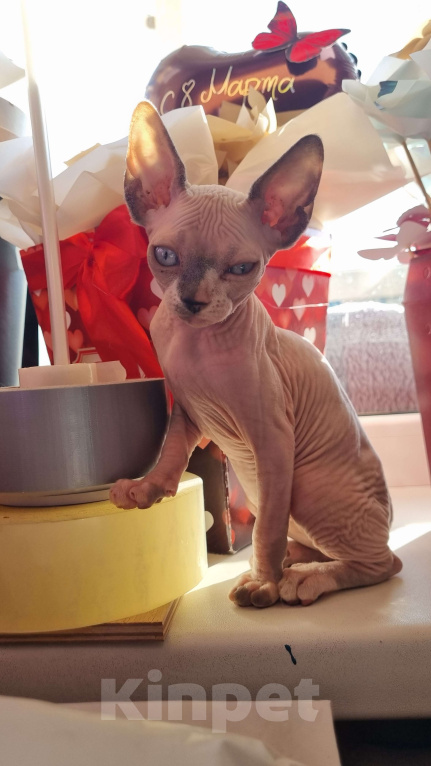 Кошки в Ростове-на-Дону: Канадский сфинкс котенок  Девочка, 30 000 руб. - фото 2