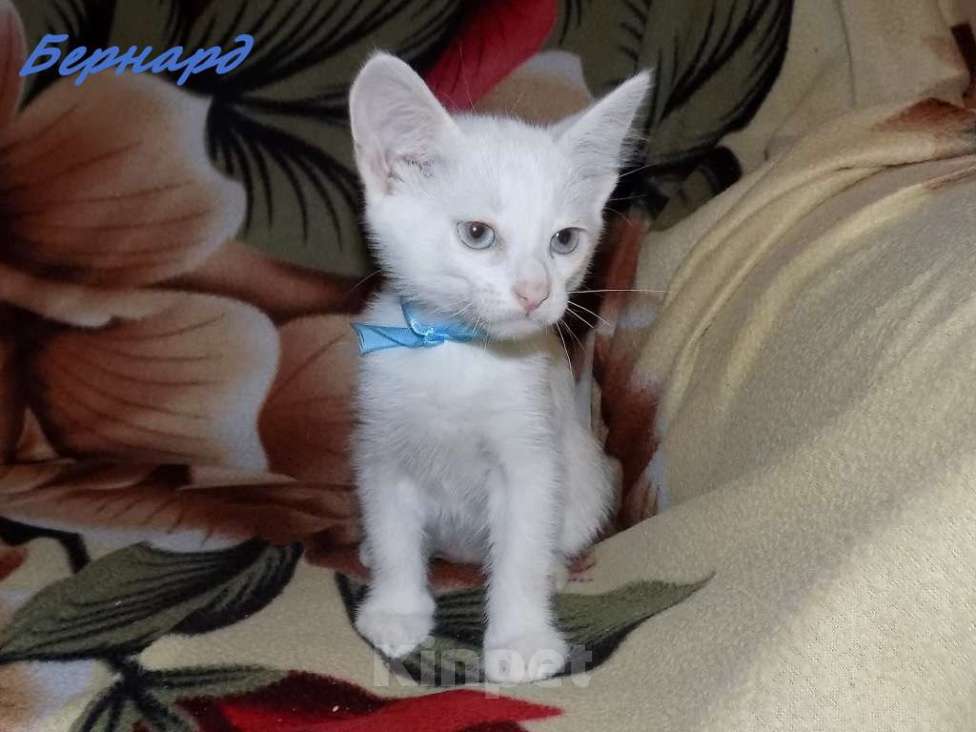 Кошки в Москве: Анатолийский белоснежный голубоглазый мальчик Мальчик, 15 000 руб. - фото 2