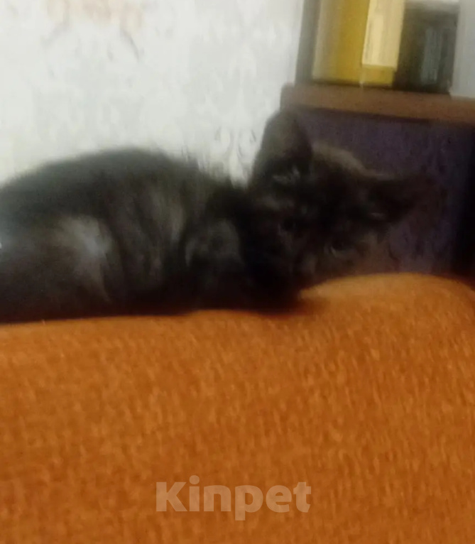 Кошки в Санкт-Петербурге: Котенок Миша Мальчик, Бесплатно - фото 3