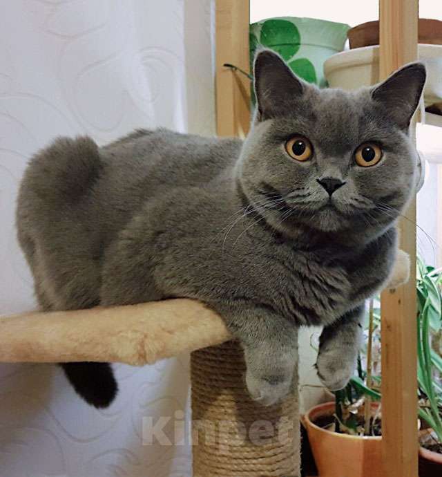 Кошки в Москве: Ищем самый добрый и надёжный дом для Чарли Девочка, Бесплатно - фото 2