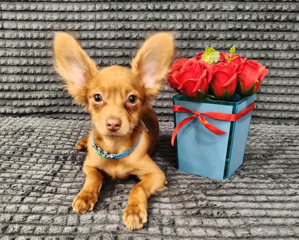 Собаки в Тюмени: Мальчик Тойчик🥰 Мальчик, 35 000 руб. - фото 10