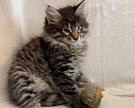 Кошки в Санкт-Петербурге: Котенок Чарльз Мальчик, Бесплатно - фото 3