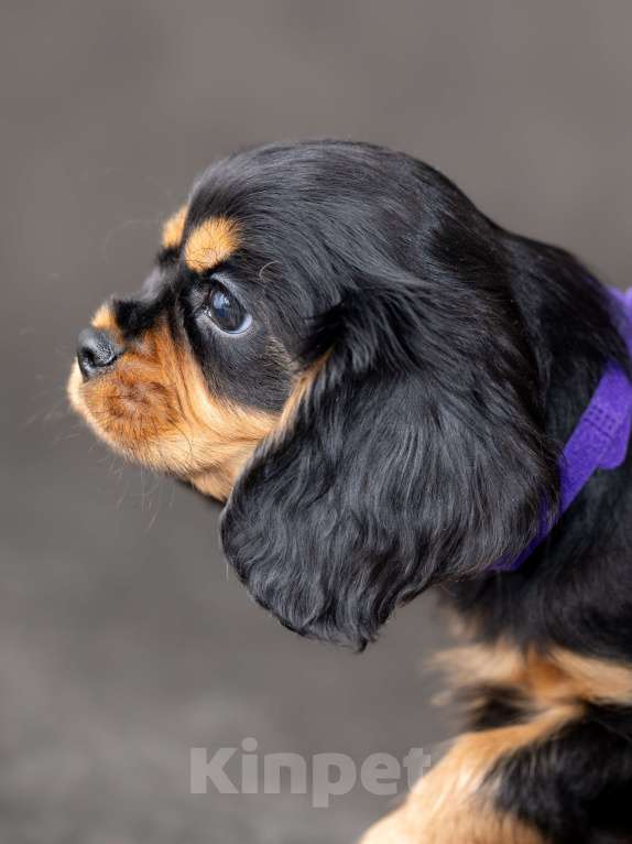 Собаки в Москве: Щенок кавалер кинг чарльз спаниель Мальчик, Бесплатно - фото 2