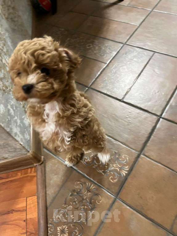 Собаки в Нижнем Новгороде: Мальтипу Мальчик, 120 000 руб. - фото 7