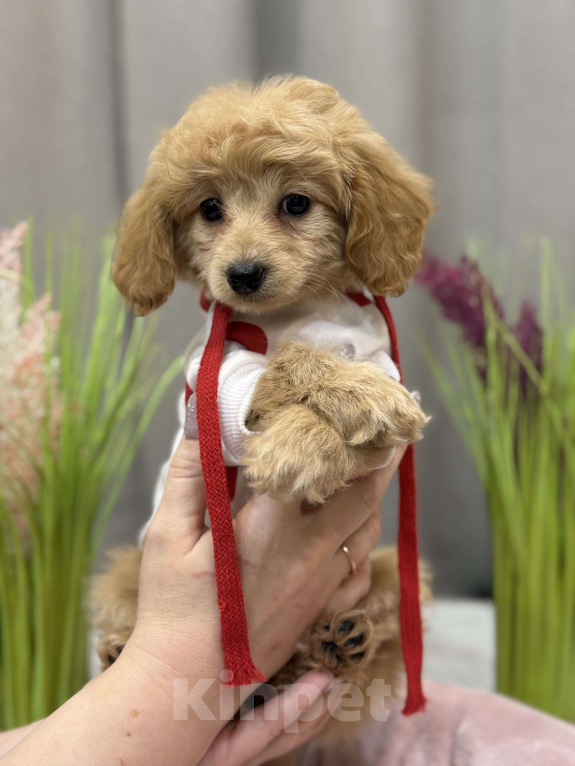 Собаки в Москве: Tutsy Девочка, 100 000 руб. - фото 1