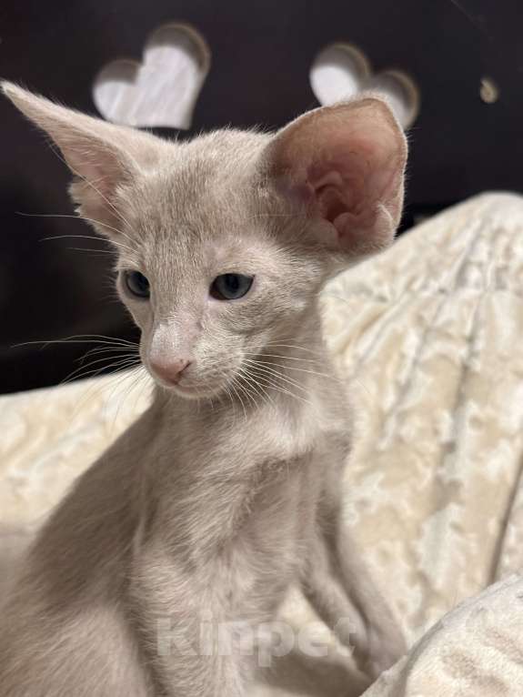 Кошки в Воткинске: Ориентальный котенок Мальчик, 65 000 руб. - фото 3