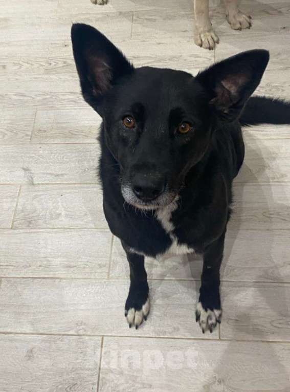 Собаки в Москве: Ищем дом для спасенной доброй собаки Багиры Девочка, 1 руб. - фото 4