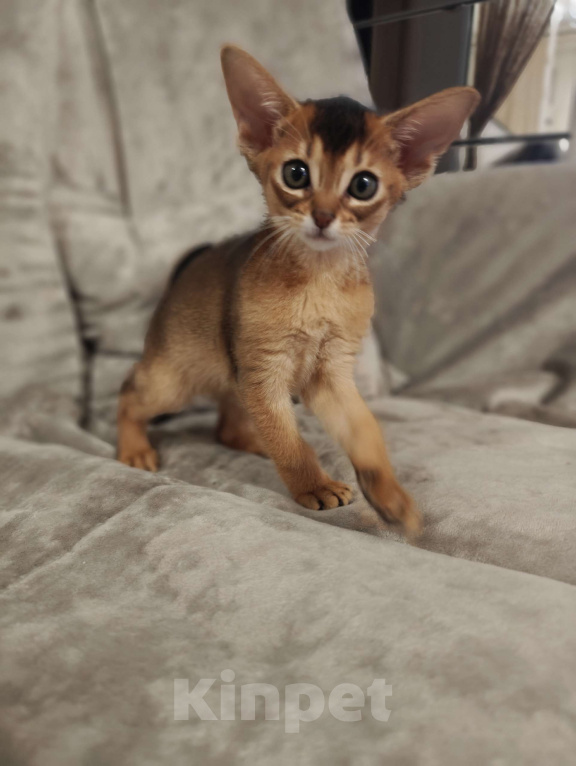 Кошки в Мытищах: Абиссинские котята в домашние любимцы Девочка 2 Девочка, 45 000 руб. - фото 1