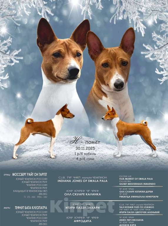 Собаки в Ангарске: Щенки басенджи Мальчик, 65 000 руб. - фото 5