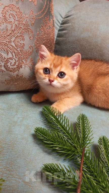 Кошки в Москве: Продается котенок Девочка, 10 000 руб. - фото 2