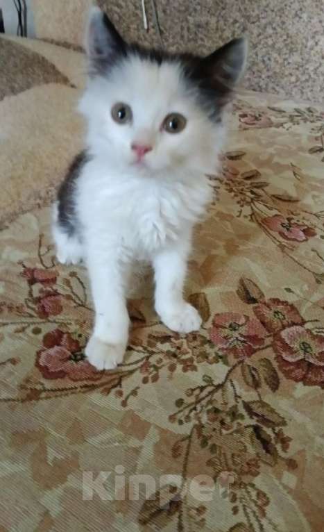 Кошки в Липецке: Малыш потеряшка ищет семью. Мальчик, 1 руб. - фото 3