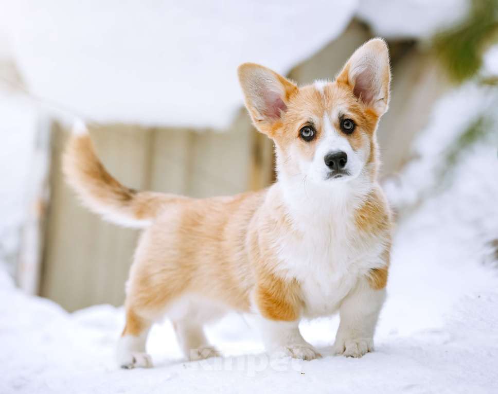 Собаки в Новосибирске: Вельш Корги Пемброк Мистер Марти Мальчик, 75 000 руб. - фото 5