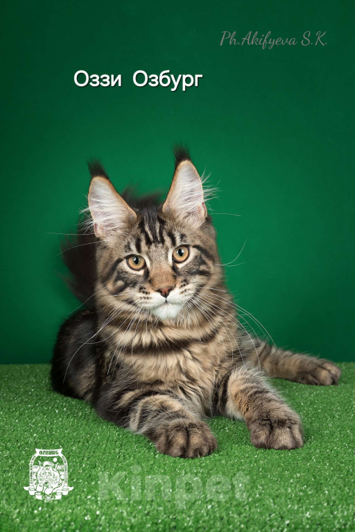 Кошки в Озерске: Черные мраморные котики Мальчик, 40 000 руб. - фото 3