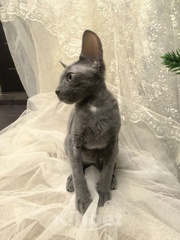 Кошки в других городах Тульской области: Маленькая принцесса Алиса Девочка, 50 000 руб. - фото 6