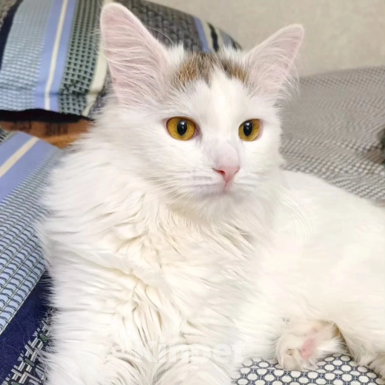 Кошки в Москве: Никому не нужный котик Бяша Мальчик, Бесплатно - фото 5