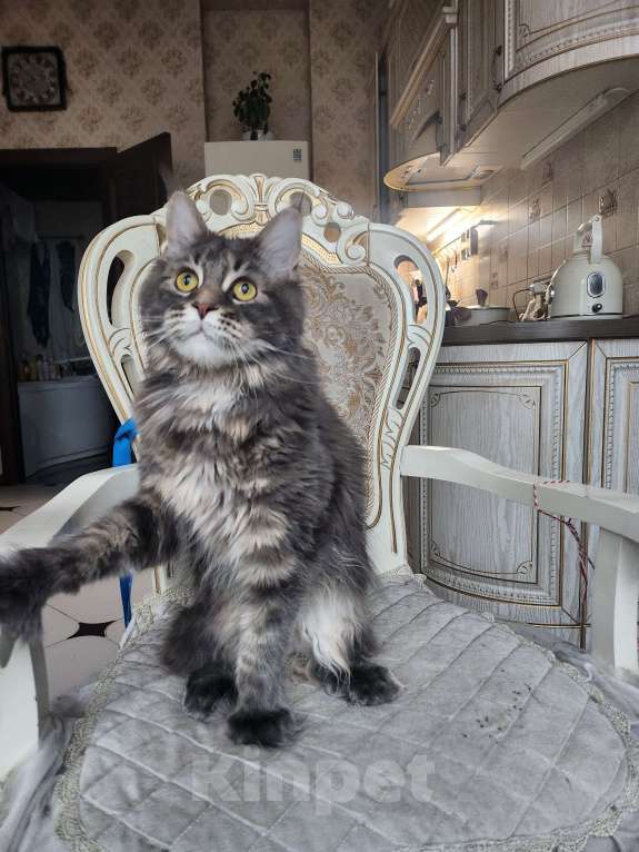 Кошки в Москве: Котёнок мейн кун полидакт Девочка, 70 000 руб. - фото 4
