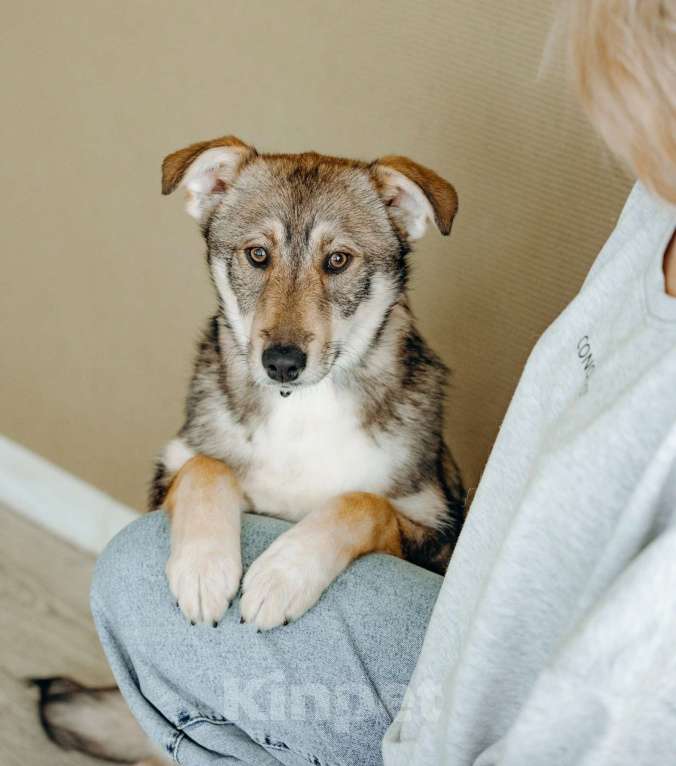 Собаки в Москве: Щенок бесплатно в Москве Девочка, Бесплатно - фото 9