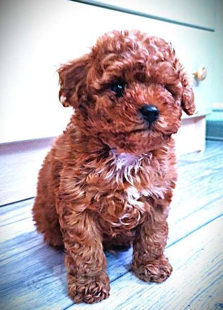 Собаки в Москве: Той пудель Мальчик, Бесплатно - фото 3