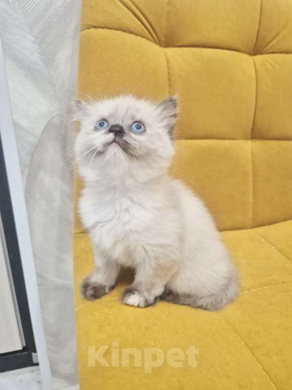 Кошки в Москве: Рэгдолл девочка  Девочка, 40 000 руб. - фото 2