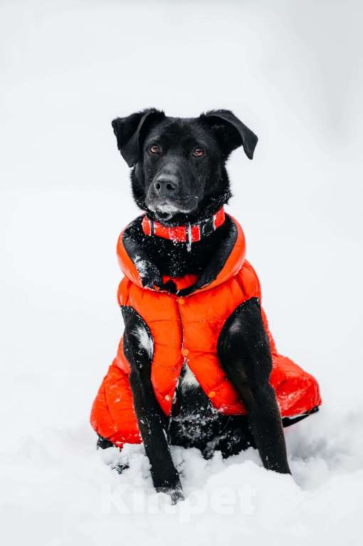 Собаки в Москве: Ваниль в поисках своей семьи! Девочка, Бесплатно - фото 2