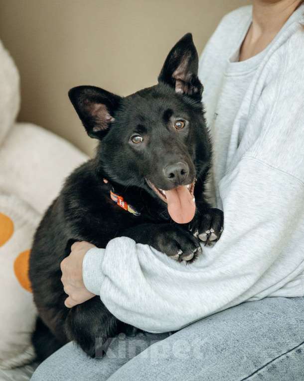 Собаки в Москве: Щенок-метис овчарки в Москве бесплатно Мальчик, Бесплатно - фото 3