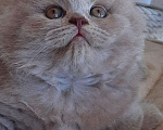 Кошки в Владивостоке: Котята, питомник. Мальчик, Бесплатно - фото 6