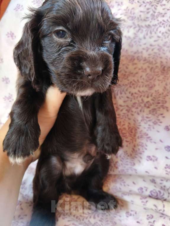 Собаки в других городах Московской области: Щенки английский кокер спаниель Мальчик, 22 000 руб. - фото 5