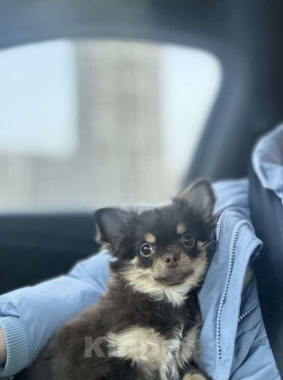 Собаки в Ижевске: Чихуахуа, щенок Девочка, 60 000 руб. - фото 2