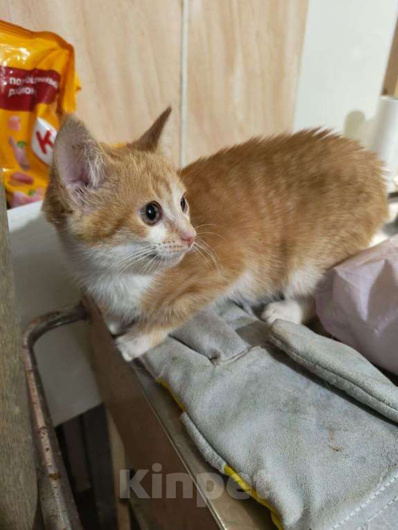 Кошки в других городах Московской области: Отдам рыжую красотку в добрые руки Девочка, 100 руб. - фото 7