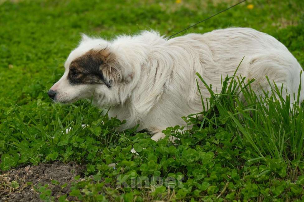 Собаки в Москве: Альбина Девочка, Бесплатно - фото 4