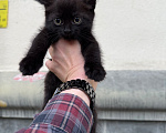 Кошки в Павловском Посаде: Котенок Мальчик, Бесплатно - фото 8