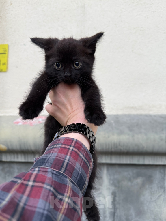Кошки в Павловском Посаде: Котенок Мальчик, Бесплатно - фото 8