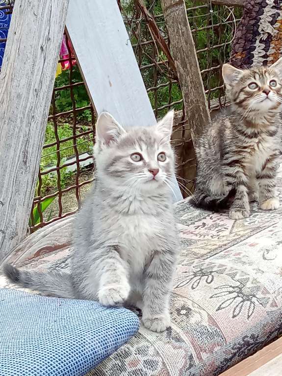 Кошки в Михайловске: Котята, раздаю Мальчик, Бесплатно - фото 1
