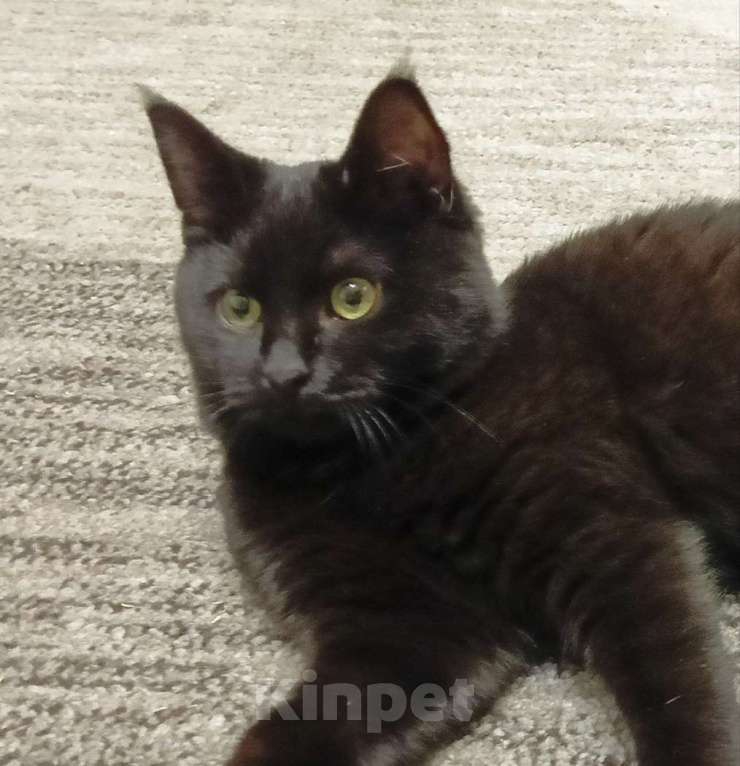 Кошки в Москве: Очаровательные котята Василий и Багира ищут свои семьи! Мальчик, Бесплатно - фото 5