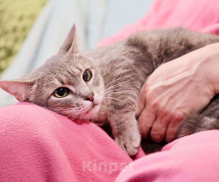 Кошки в Москве: Необычная косоглазая кошечка Паночка в добрые руки Девочка, Бесплатно - фото 2