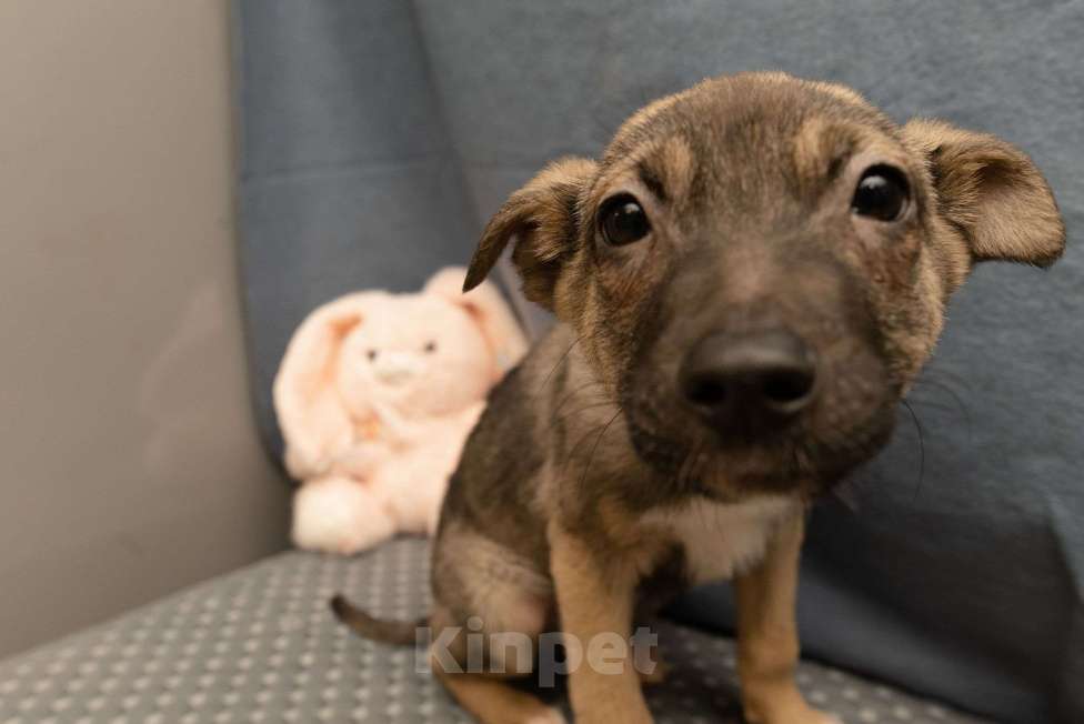 Собаки в Москве: Тоша ищет семью Мальчик, Бесплатно - фото 1