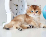Кошки в Москве: Британские котята Мальчик, 35 000 руб. - фото 1