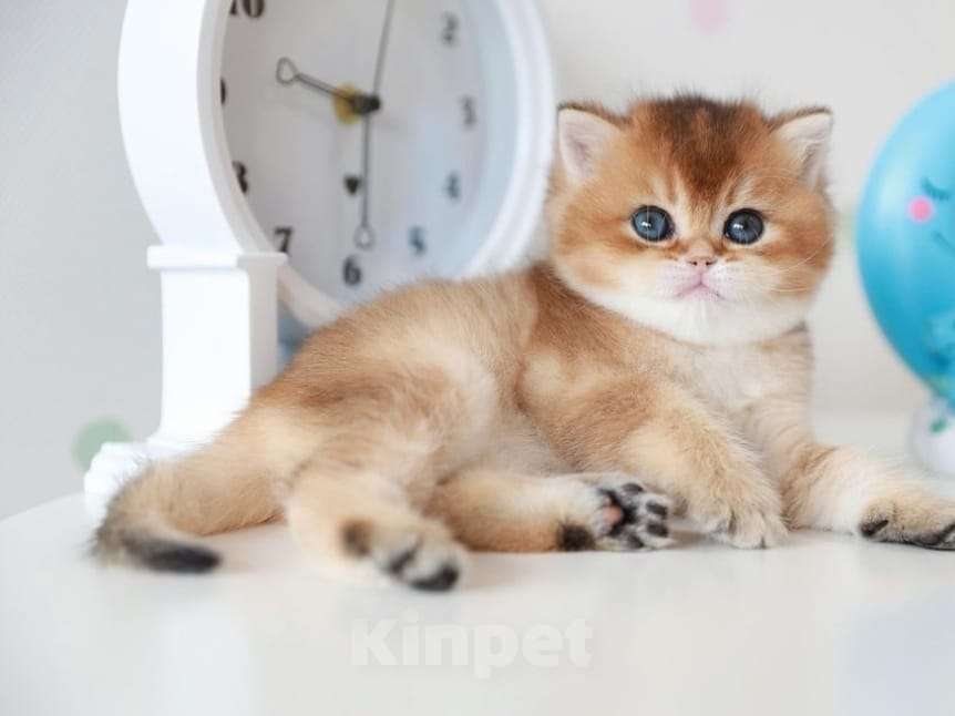 Кошки в Москве: Британские котята Мальчик, 35 000 руб. - фото 1
